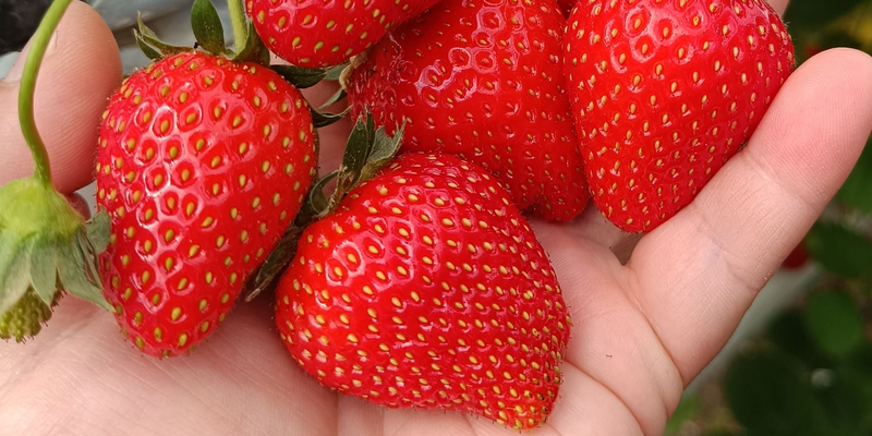 клубника из Калифорнии в Кыргызстане, Токтогульский район клубника, саженцы клубники Калифорния, сельское хозяйство Кыргызстан клубника, капельное орошение Токтогул