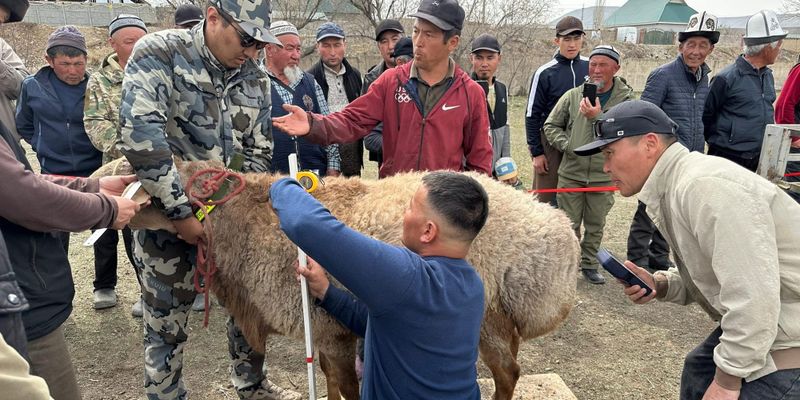 овцы Арашан экспорт 2026, Эрлист Акунбеков, племенное животноводство Кыргызстана, Минсельхоз КР новости, вес баранов Арашан, экспорт скота в Россию, селекция в Кыргызстане.