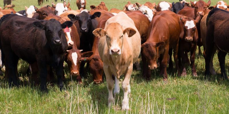 Кыргызстан до 2030 года вложит 16 млрд сомов в модернизацию животноводства изображение публикации