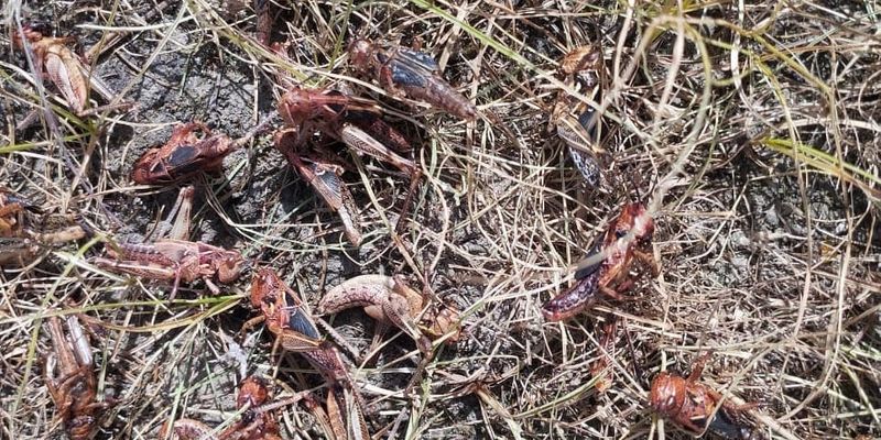 В пяти районах Джалал-Абадской области проводят обработку земель от саранчи изображение публикации