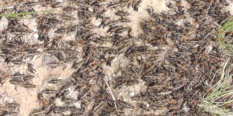 В Чуйской области на 1250 гектарах выявили очаги саранчи изображение публикации