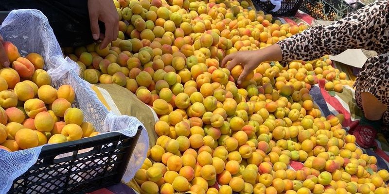 Абрикос созрел раньше обычного: фермер из Кадамжая готовит экспорт в Россию изображение публикации