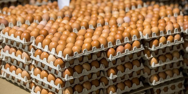 запрет на импорт яиц Казахстан, торговля Кыргызстан Казахстан 2026, цены на яйца КР, экспорт сельхозпродукции ЕАЭС, птицеводство КР