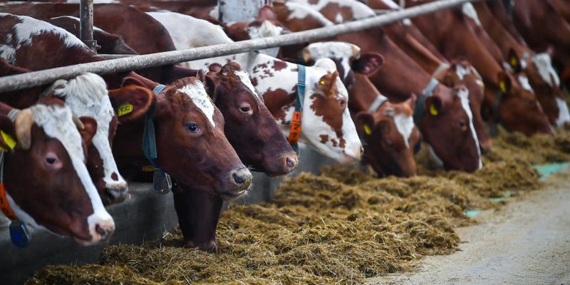 Элитный скот на поток: 232 хозяйства Кыргызстана получили статус племенных