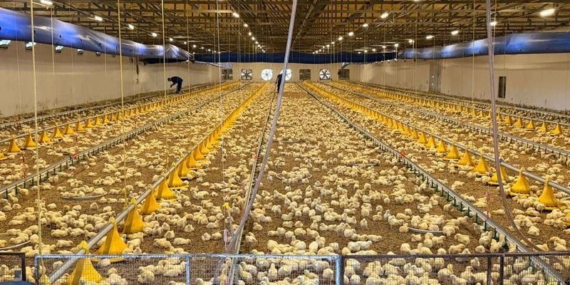 Для развития птицефабрики в Сокулукском районе планируют привлечь $400 тысяч инвестиций изображение публикации