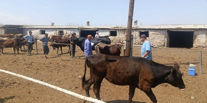 В Кадамжае ветеринары перешли на усиленный режим из-за вакцинации скота изображение публикации