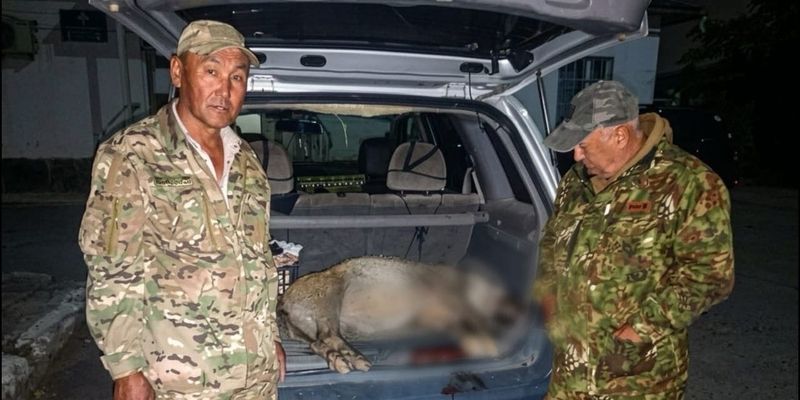 В Баткенской области мужчину оштрафовали за охоту на кабана изображение публикации