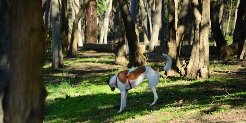 В парках и скверах Бишкека планируют создавать площадки для выгула собак изображение публикации
