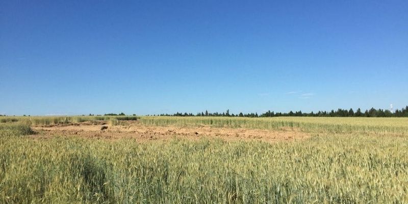 В Сокулукском районе 3.6 га пашни перевели под логистический центр изображение публикации