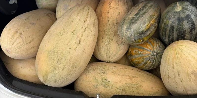 Из Узбекистана в Кыргызстан не пропустили 150 кг дынь без документов изображение публикации