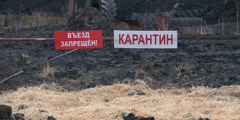 В КР санитарную зону вокруг очагов сибирской язвы смогут сокращать до 100 метров изображение публикации