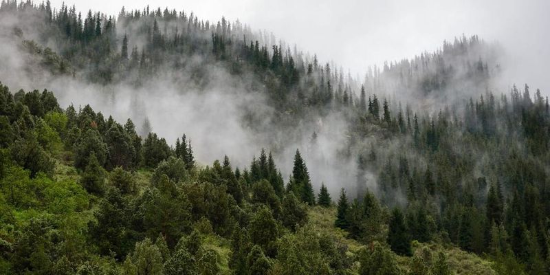 Лесную службу Кыргызстана перевели из Минприроды в подчинение МЧС изображение публикации