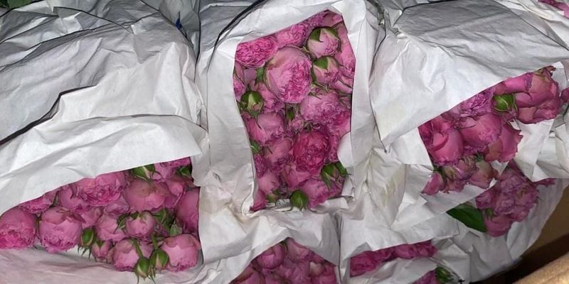 В КР в партии роз из Кении выявили карантинного вредителя изображение публикации