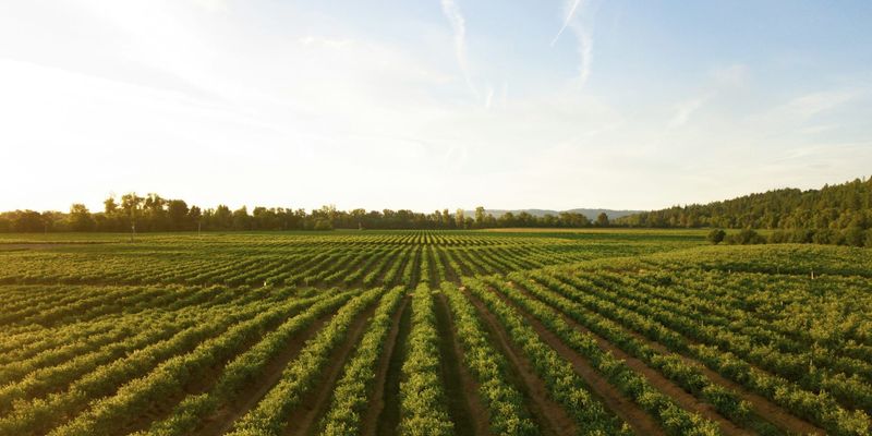 Выпуск продукции сельского хозяйства в Кыргызстане вырос до 134.5 млрд сомов изображение публикации