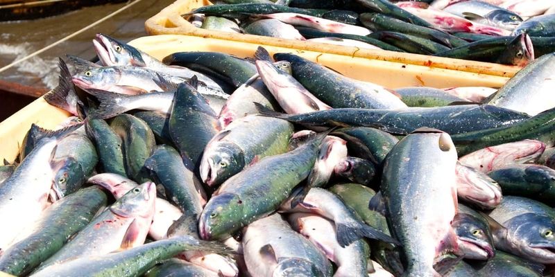 В Кыргызстане выставили на конкурс 16 водоемов для рыбных хозяйств изображение публикации