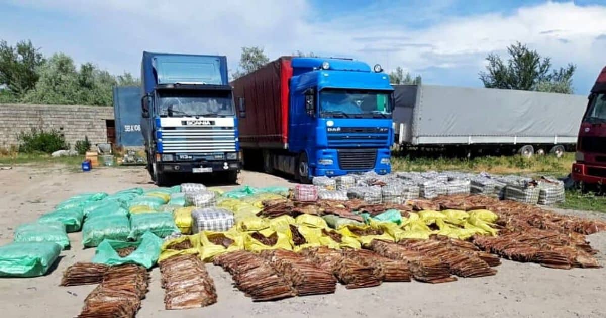 Финполиция предотвратила вывоз в Казахстан 50 тысяч шкурок норок и ондатр на сумму 0.5 млрд сомов