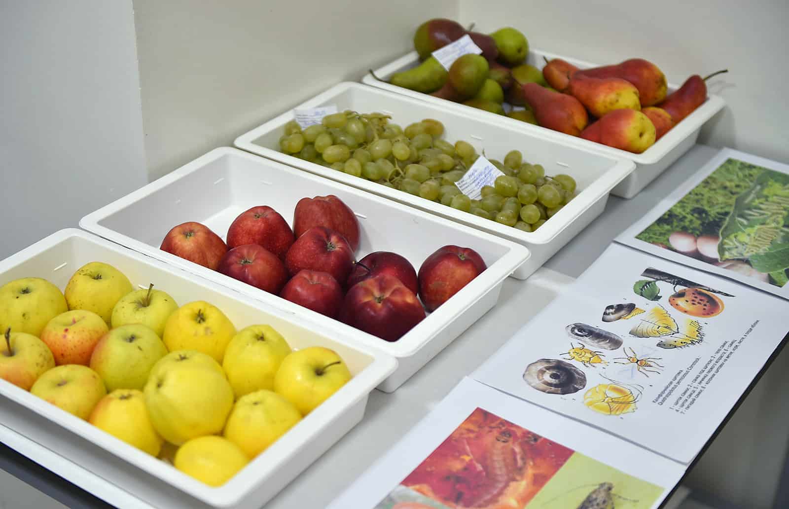 Торговля сельхозпродукцией между Кыргызстаном и Россией  превысила $350 млн