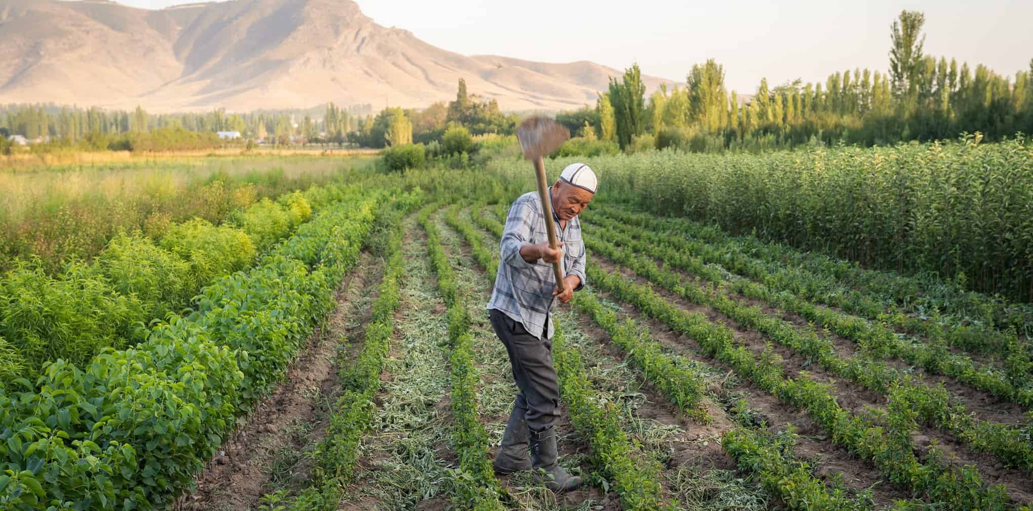 Халяльные продукты и дешевые кредиты. Подписан указ по развитию сельского хозяйства