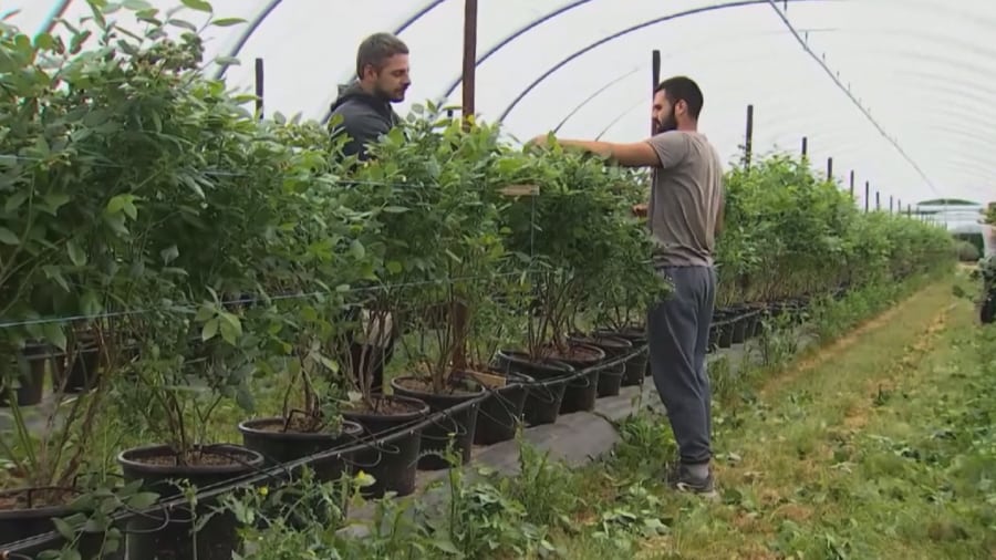 Фермеры получили 3.7 млрд сомов по программе ФСХ-10