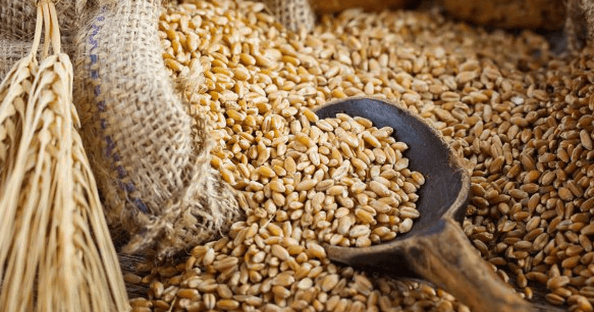 По 70 сомов за тонну — в Госматрезервах платили незаконные бонусы мукомолам