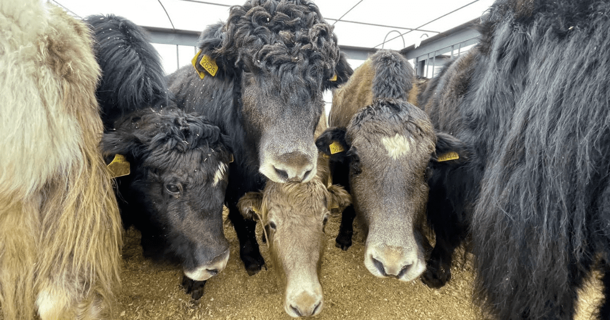 Кыргызские яки обживаются в Азербайджане