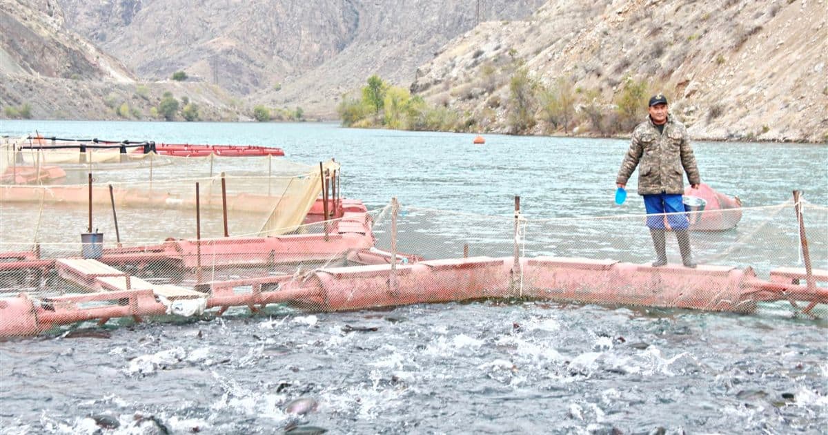 Минсельхоз хочет передавать частным компаниям водоемы для разведения рыбы