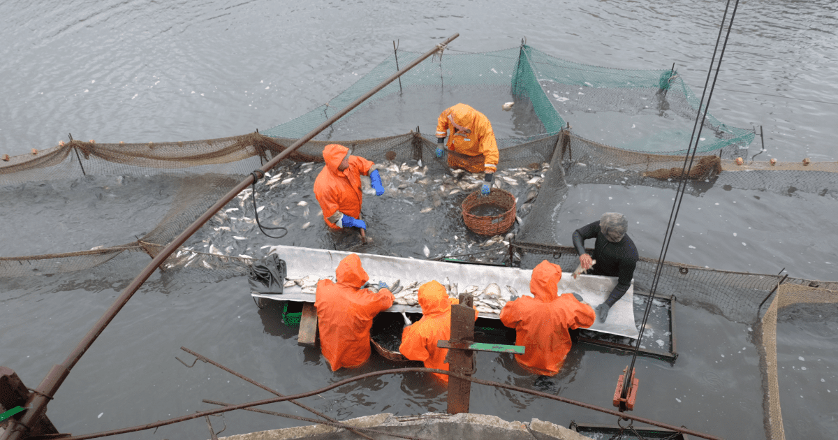 У России вопросы только к девяти форелевым хозяйствам Кыргызстана — Минсельхоз