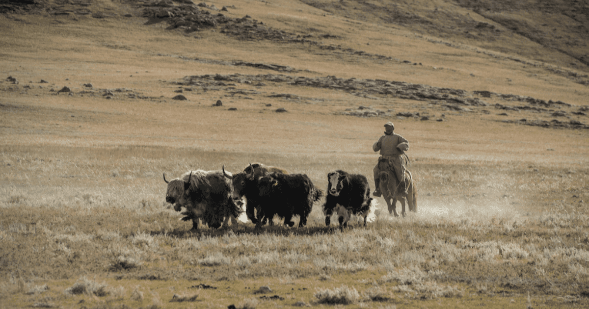 Азиатский банк развития выделит Монголии $448 млн на поддержку пастбищ