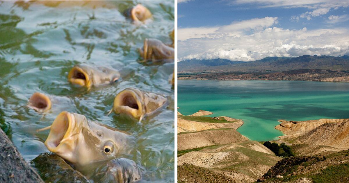 В Токтогульском водохранилище будут разводить рыбу — Минсельхоз объявил конкурс