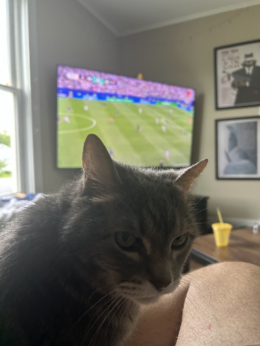The cats, for France
