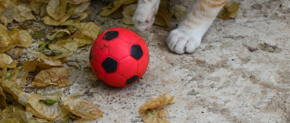 ⚽ The Dispatch, Vol. 15 — Two Nil, As Foretold