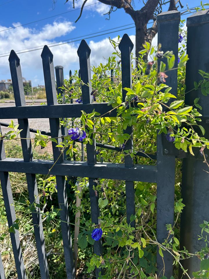 Staying tender for the promise of something better.