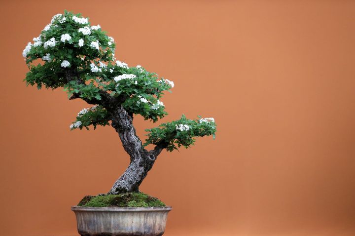 bonsai