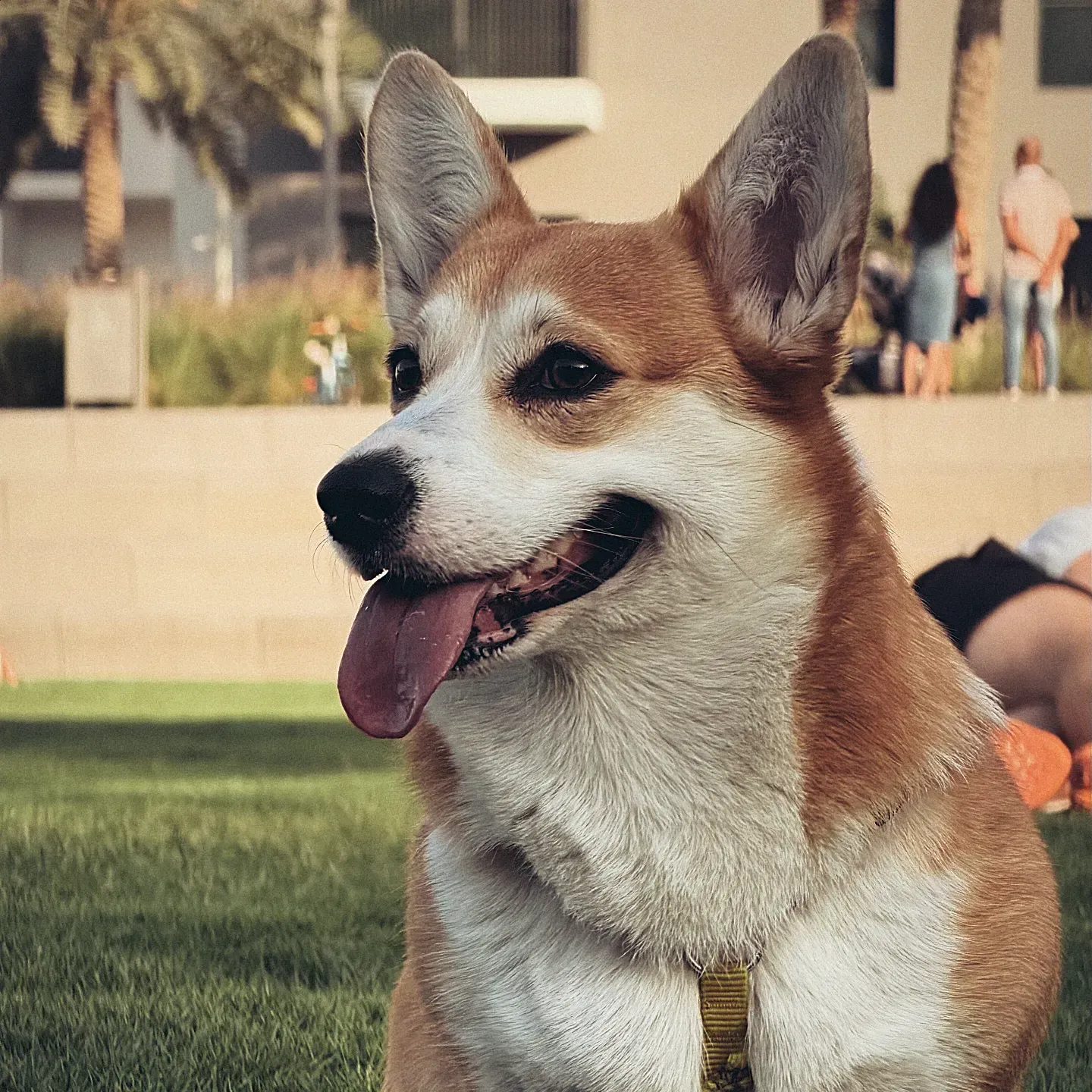 Becky the Pembroke Welsh Corgi
