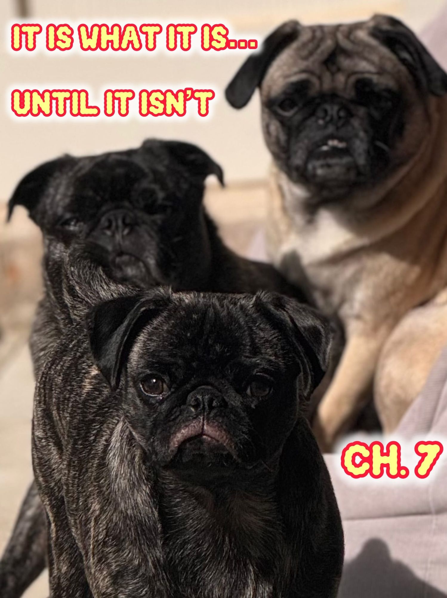Three pugs with the words it is what it is… till it isnt ch.7