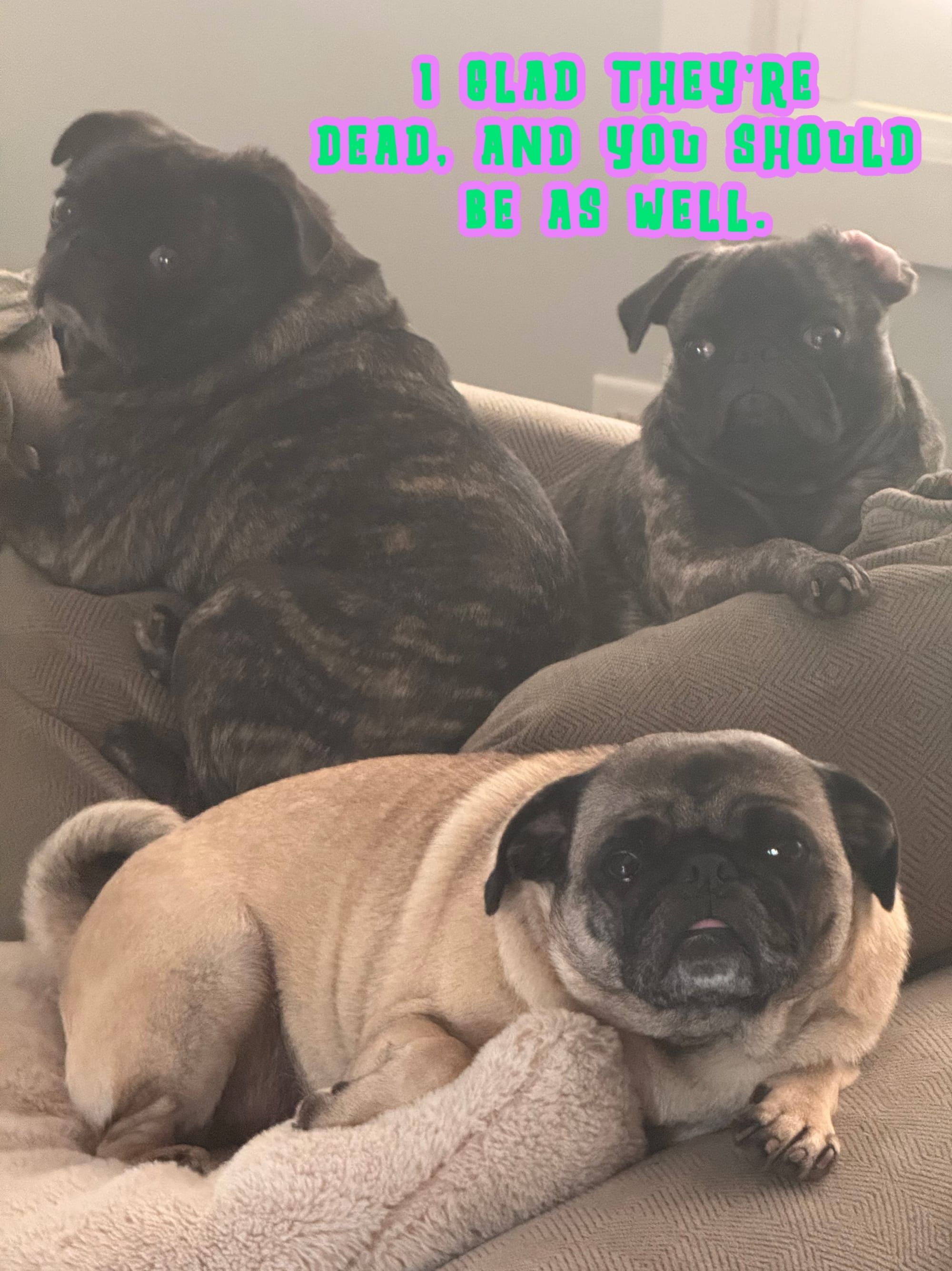 Im glad theyre dead and you should be as well on a pic of my three pugs.