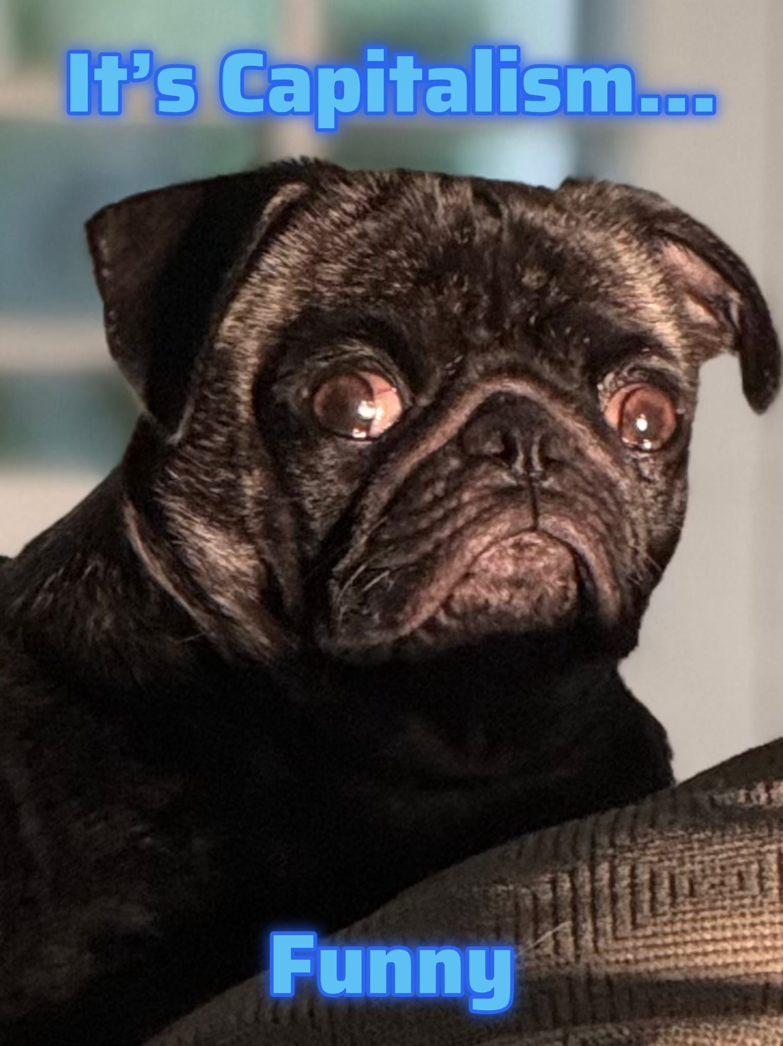 a close up o my pug with the words its capitalism funny written on it. 
