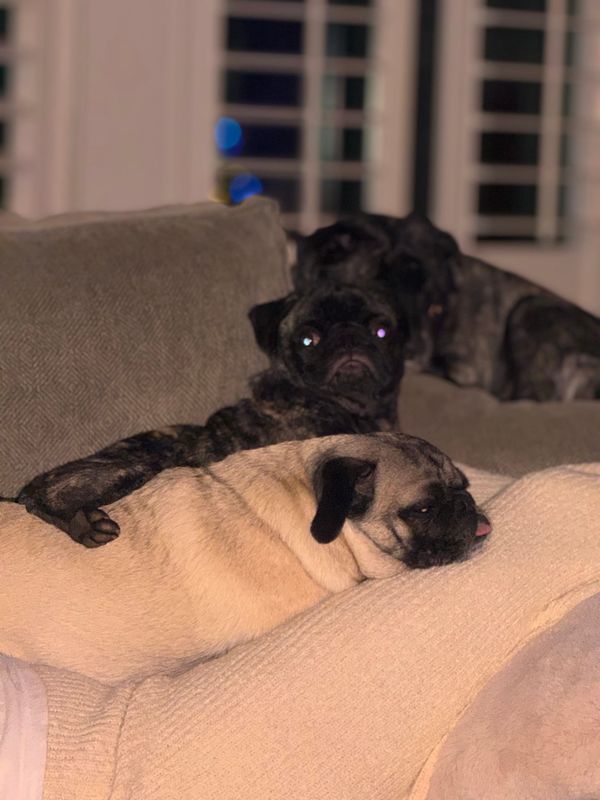 Why I read Xi Jinping thought on the internet