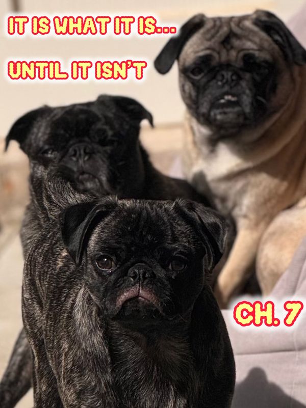 Three pugs with the words it is what it is… till it isnt ch.7