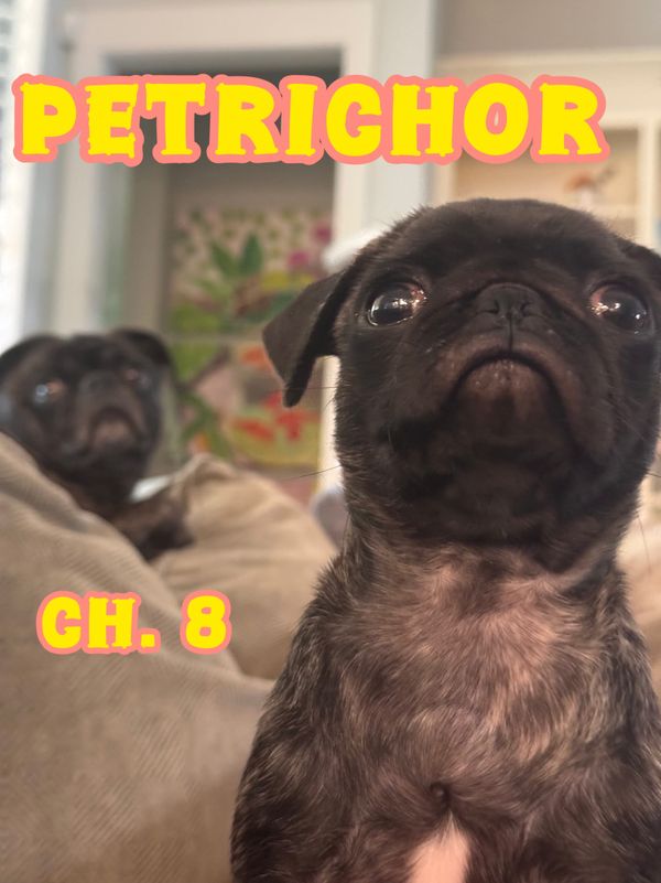 2 brindle pugs on a couch with the word petrichor written on the top and ch. 8 written on the side