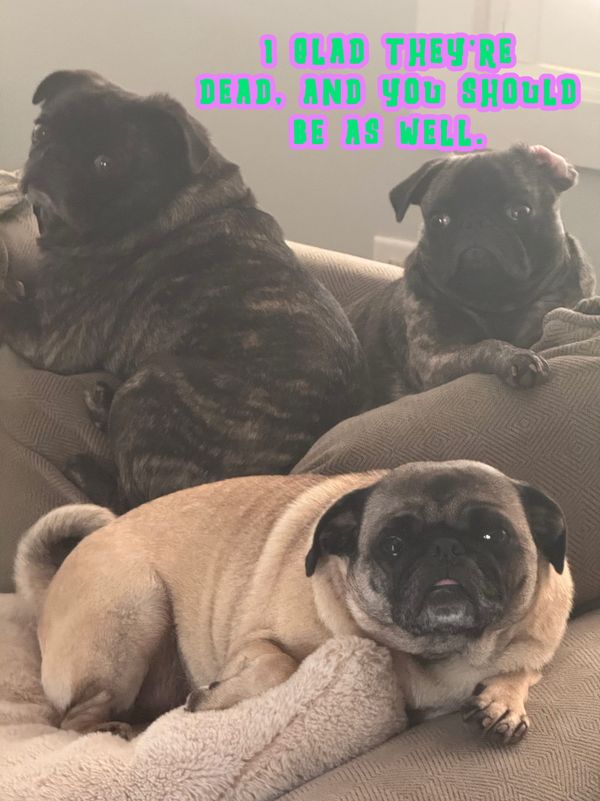 Im glad theyre dead and you should be as well on a pic of my three pugs.