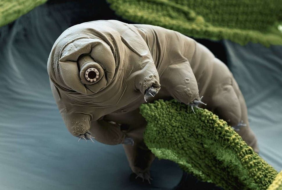 We FINALLY Understand Why Tardigrades Refuse to Die
