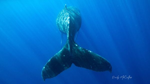 The Why - Curiosity as the Foundation