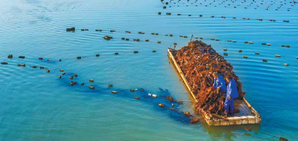 Seaweed Harvest in East China: An Ecological and Economic Boon