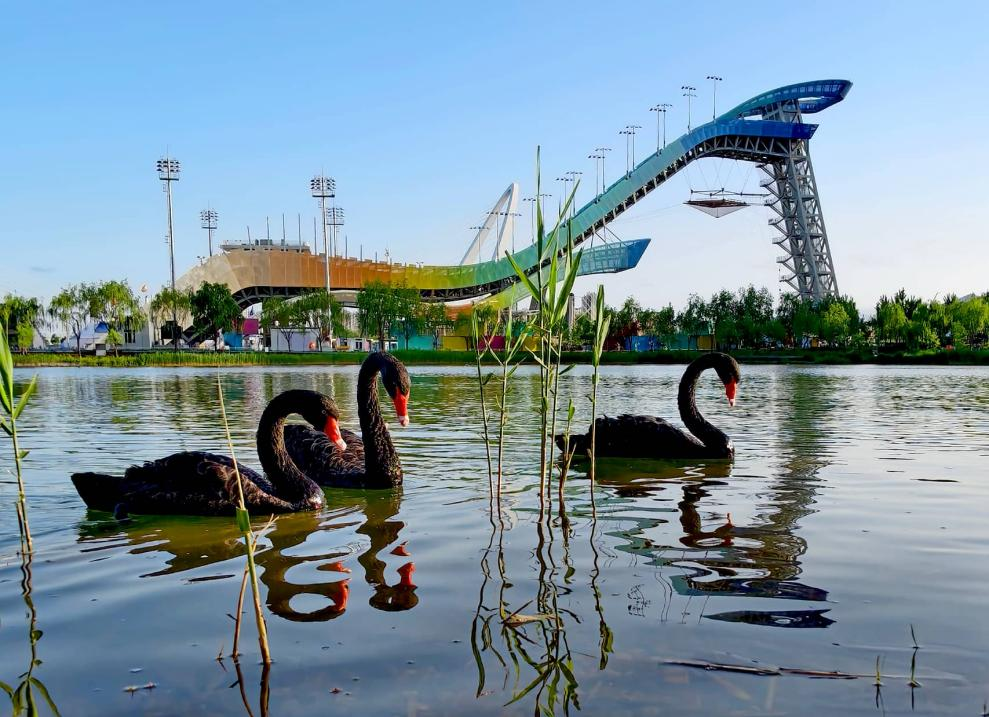 Beijing: A flourishing sanctuary for bird diversity