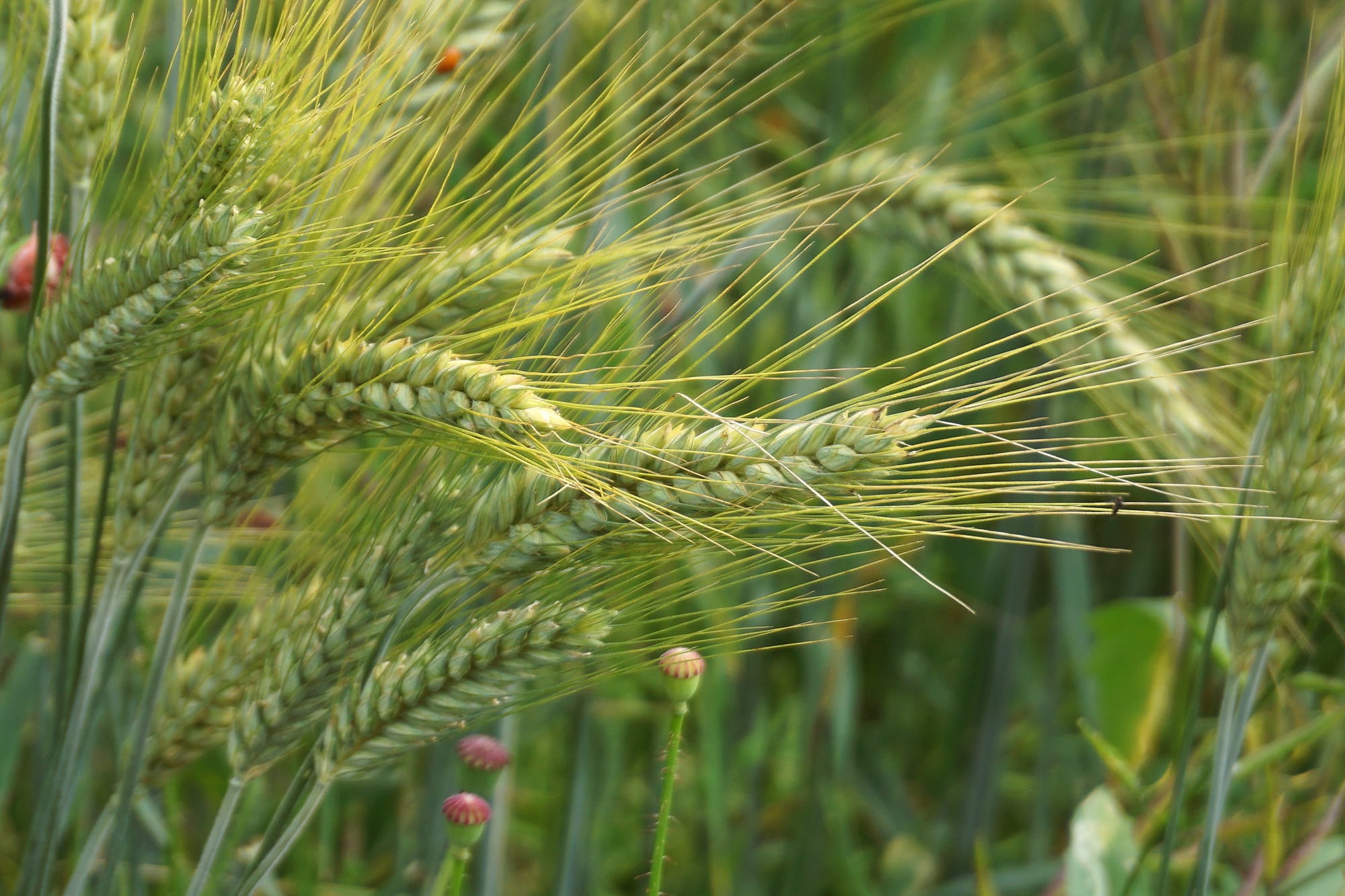 Congo : Modernisation et agriculture, au cœur de la stratégie nationale