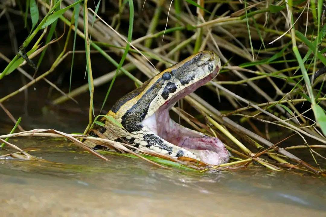 Tchad : le déplacement d'un python entraîne l'apparition de plusieurs reptiles à Mondo