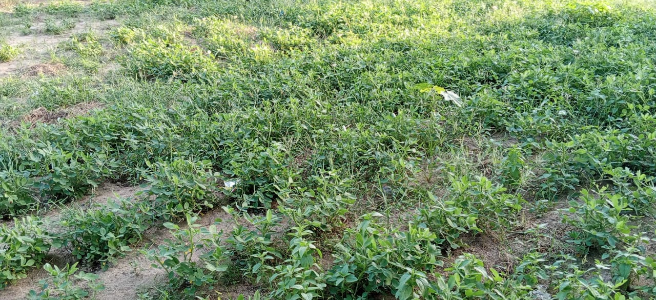 Rain finally brings relief to farmers in Chad's Guera province