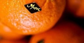 Verdict de la Cour Européenne de Justice : un froid sibérien s'est abattu sur le polisario et son sponsor algérien.