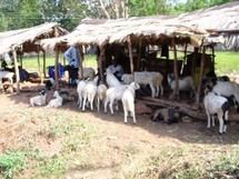 Sénégal : les rebelles Casamançais sacri fient-ils des musulmans pour la Tabaski ?